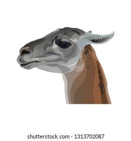 Llama head portrait in profile. Vector illustration isolated on white background