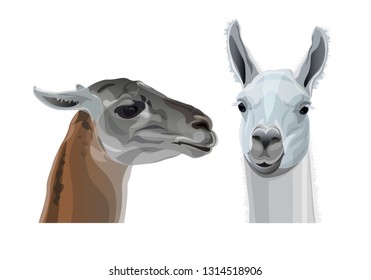 Llama head portraits. Profile and full face. Vector illustration isolated on white background