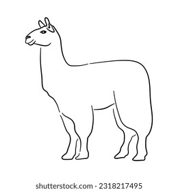Llama illustration in hand drawn design. Vector.