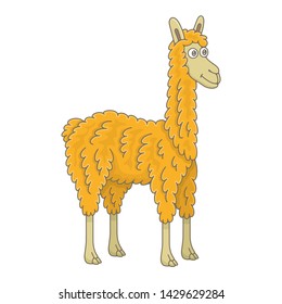 Llama. isolated on white background
