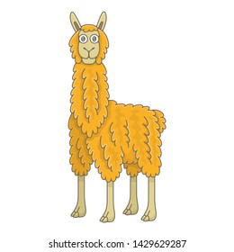 Llama. isolated on white background
