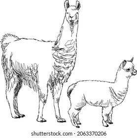 Llama isolated on white background, vector illustration, llama mama with baby, hand drawing sketch of domesticated South African camelid animal.