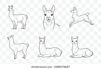 Llama Line Art Vector Set Featuring Elegant and Creative Designs for Graphic and Artistic Projects