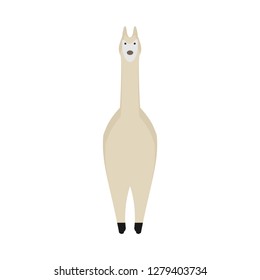 llama nature mammal wildlife happy pet vector. Cute portrait brown zoo alpaca cartoon front view