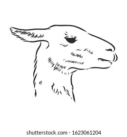 llama profile, alpaca portrait, vector sketch 