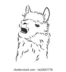 llama screaming, alpaca vector sketch illustration 