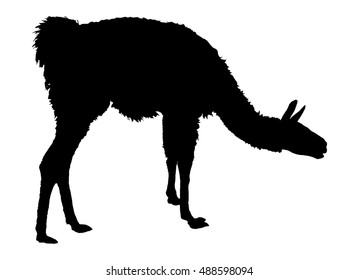 Llama silhouette