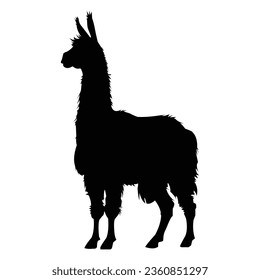 A Llama Silhouette on White Background.