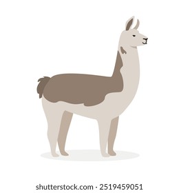 Llama simple Ilustración vectorial. Lindo Clipart de dibujos animados de llama, animal en estilo plano. Concepto de animales de granja, agricultura rural. Diseño de Vector de llama animal de ganado aislado sobre fondo blanco