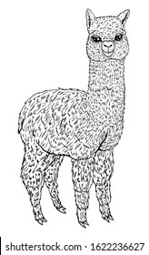 Llama sketch black line isolated on white background, coloring book, vector illustration for design and decoration, prints, children`s image