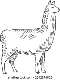 Llama sketch. Domestic alpaca engraving. Hand drawn animal