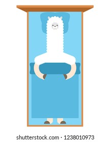 Llama Sleeping in bed. Lama Cute animal alpaca. cartoon vector