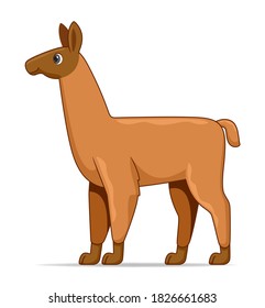 Llama standing on a white background. Cartoon style vector illustration