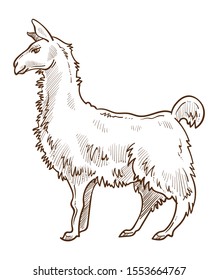 Llama standing, side view. Domesticated furry pack animal, full size detailed drawing. Hand drawn sketch illustration isolated on white background.