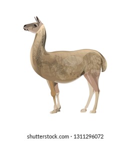 Llama standing, side view. Vector illustration isolated on the white background