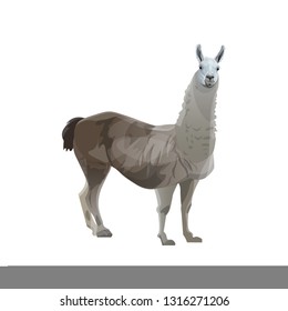 Llama standing, side view. Vector illustration isolated on the white background