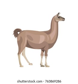 Llama standing, side view. Vector illustration isolated on the white background