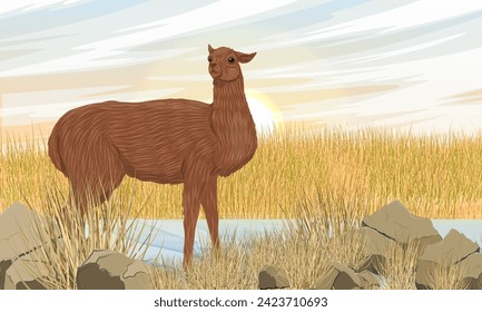 A llama stands on the bank of a stream in dry grass. Domesticated animals of South America. Realistic vector landscape