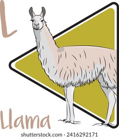 The llama is a sturdy creature and are domestic animal used by the peoples of the Andes Mountains. The llama is the largest of the four lamoid species. They are curious and most will approach people