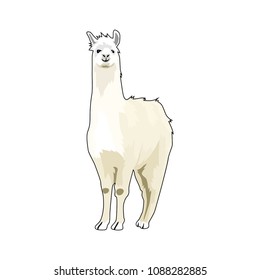 llama vector illustration