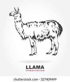 Llama. vector illustration.