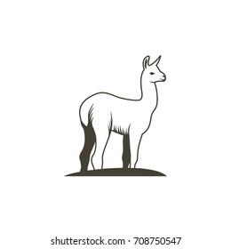 llama vector illustration