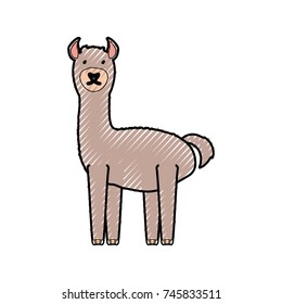 llama vector illustration