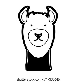 llama vector illustration