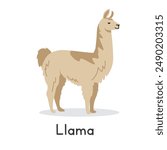 Llama vector illustration. Cute llama cartoon clipart, animal in flat style. Farm animals concept, rural farming. Livestock animal llama vector design isolated on white background