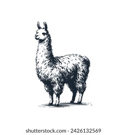 The Llama Vector illustration. Eps 10.