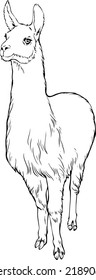 llama vector linear black and white illustration