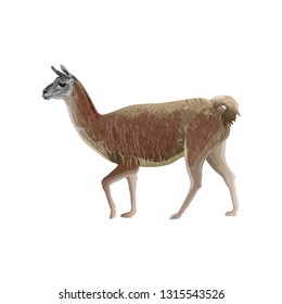 Llama walking, side view. Vector illustration isolated on the white background