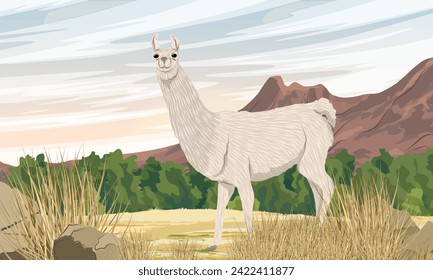 Una llama camina a lo largo de un camino de arena a los pies de una cordillera. Animales domesticados de Sudamérica. Paisaje vectorial realista