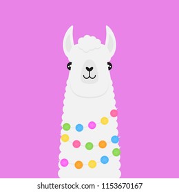 Llama, white fluffy alpaca vector graphic illustration, isolated on violet background. Llama head with colorful pom poms around neck.