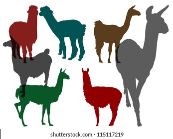 llamas collection - vector in color