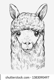 Llama's head. Íand drawn outline converted to vector.