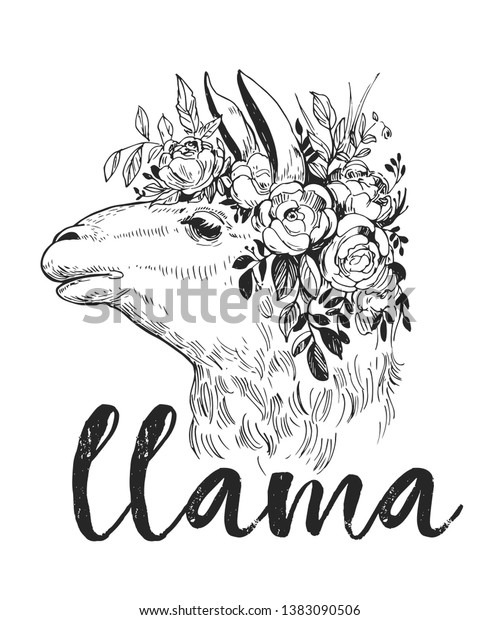 Llamas Head Drawn Outline Converted Vector Stock vektor royaltyfri 