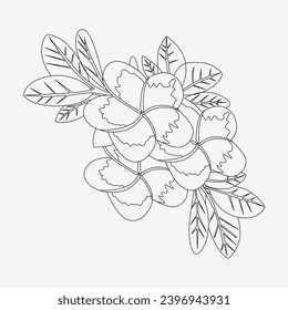 lline art vector image of frangipani flowers