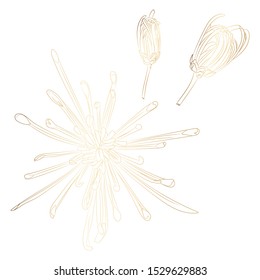 Lline-art image of a golden flower chrysanthemum. Flower and buds isolated on white background. Floral elements in contour style with exotic flowers for summer design and card template.