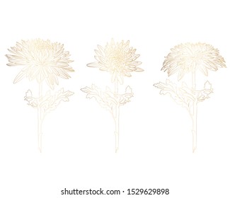 Lline-art image of a golden flower chrysanthemum. Flowers and leaves isolated on white background. Floral elements in contour style with beautiful flowers for summer design and card template.