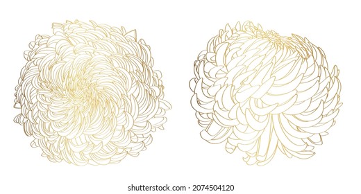 Lline-art image of a golden flower chrysanthemum. Flowers isolated on white background. Floral elements in contour style with beautiful flowers for summer design and card template.