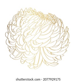 Lline-art image of a golden flower chrysanthemum. Flowers isolated on white background. Floral elements in contour style with beautiful flowers for summer design and card template.