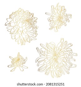 Lline-art image of a golden flower chrysanthemum. Flowers isolated on white background. Floral elements in contour style with beautiful flowers for summer design and card template.