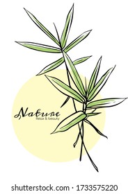 llustration of bamboo leaves isolated on white background, vector graphic template