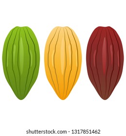 llustration of the cacao beans