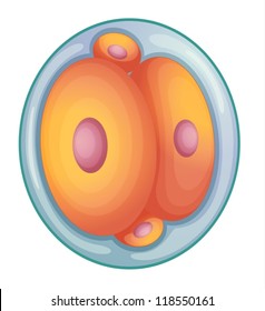 llustration of cell division during embryo development