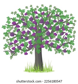 Vorführung mit einer Feigenbaum. grün, violett, lila, grau. Für die Gestaltung von Postkarten, Einladungen, Plakaten für die Gestaltung von Postkarten, Einladungen, Plakaten