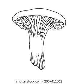 llustration of mushrooms growing in the forest. Hand drown mushroom. Chanterelle mushroom. Line art illustration. Mushroom isolated. Doodle illustration mushroom.