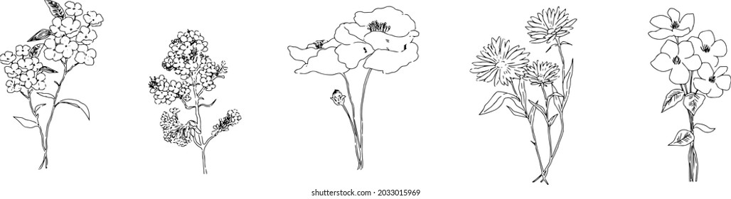 llustrations of several kinds of fashionable flowers