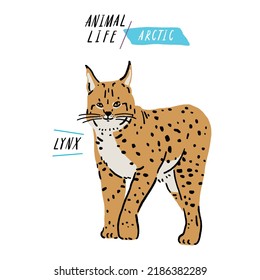 Lnyx Arctic animal Color illustration